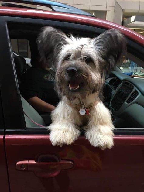 Sky Terrier, Nature Friends, Car Trip, Skye Terrier, Dog Pics, Pampered Pets, Lovely Animals, Pretty Dogs, Cat Person