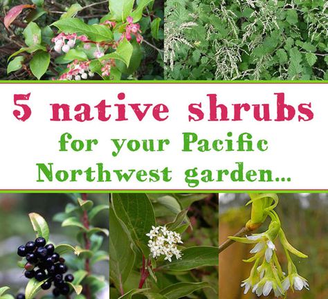 Five Pacific Northwest Native Shrubs to Plant in Your Garden Pnw Garden, Pacific Northwest Garden, Native Plant Landscape, Northwest Garden, Northwest Landscaping, Shade Ideas, Outside Garden, Indoor Herb, Native Plant Gardening