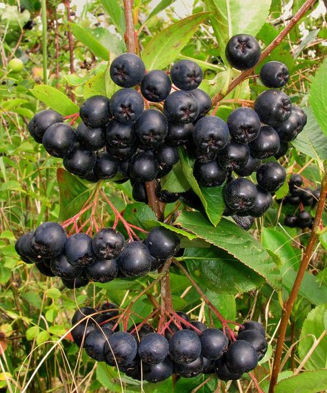 Small Garden Shrubs, Siberian Ginseng, Aronia Melanocarpa, Aronia Berry, Fruit Shrub, Drought Tolerant Shrubs, Fast Growing Shrubs, Aronia Berries, Types Of Berries