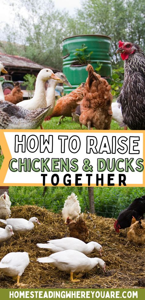 Ducks And Chickens Together, Ducks And Chickens, Chickens And Ducks, Duck Pens, Chicken Flock, Backyard Ducks, Farming Ideas, Duck Coop, Duck Farming