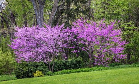 Gardening 101: Eastern Redbud Trees Gardenista post by Marie Viljoen April 25, 2018 Redbud Tree Landscaping Ideas, Eastern Redbud Tree Front Yards, Eastern Redbud Tree Landscapes, Redbud Tree Landscaping, Eastern Redbud Tree, Redbud Trees, Spring Flowering Trees, Cercis Canadensis, Trees Landscaping