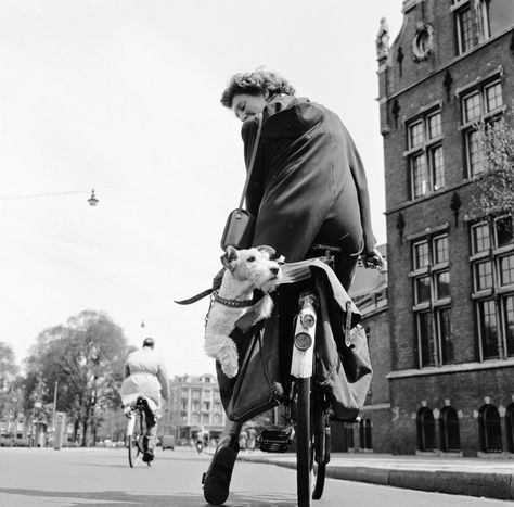 Wirehaired Fox Terrier, Happy National Dog Day, Fox Terriers, Wire Fox Terrier, Photo Vintage, Appaloosa, Fox Terrier, Vintage Dog, Quarter Horse