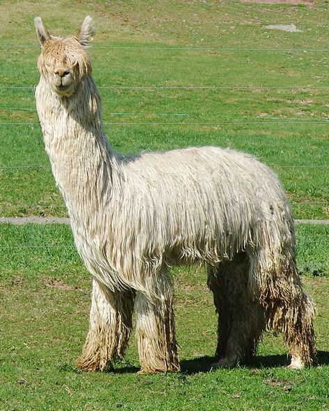 Alpaca Farm, Suri Alpaca, Stunning Nature, Nature Wildlife, Animal Pics, Pics Art, Genetic, Astronomy, Animal Pictures