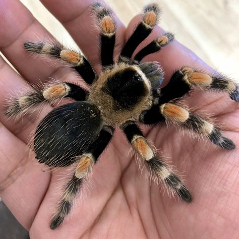 Mexican Red-Kneed Tarantula Tranchilla Spider, Pretty Spiders, Red Knee Tarantula, Tarantula Enclosure, Pet Aesthetic, Pet Tarantula, My Biggest Fear, Tarantula Spider, Spider Species