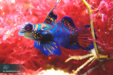 Essential Mandarin Goby Fish Guide – Demystifying the Tantalizing Hues of Nature. Unlocking Mandarin Goby Fish Secrets – The Ultimate Guide. Mandarin Goby Fish, Mandarin Goby, Goby Fish, Fish Project, Blacken Fish, Marine Fish Tanks, Mandarin Fish, Moodboard Fashion, Saltwater Aquarium Fish