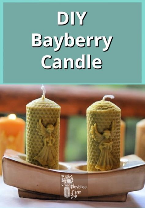 Bayberry is also called, waxberry, wax myrtle, miracle bush, candle berry, and more. The berries produce a waxy substance, and the pilgrims extracted wax from these berries to produce candles. Learn how you can forage and make your own candles here. Wax Myrtle, Bayberry Candles, Diy Toiletries, 72 Hour Emergency Kit, Wick Tabs, Make Your Own Candles, Farm Diy, Natural Bug Repellent, Foraging Recipes