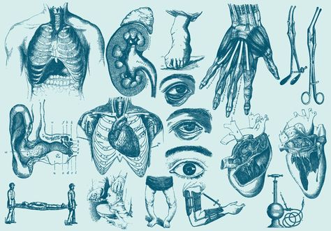 Blue Anatomy And Health Care Illustrations Blue Anatomy Aesthetic, Blue Medicine Aesthetic, Anatomy Background, Tattoes Idea, Medical Branding, Medicine Illustration, Medical Pictures, Geometric Tattoos, Aesthetic Medicine