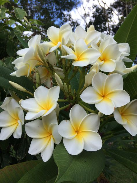 Flor de Mayo Leilani Flower, Ideas Around Trees, Spanish Flowers, Bloom Tattoo, Edging Ideas, Beautiful Flowers Photos, Garden Aesthetic, Beautiful Flowers Garden, Hawaiian Flowers