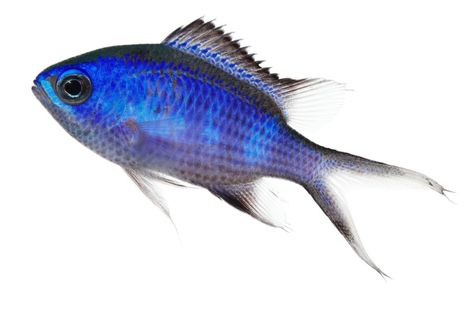 Blue Chromis from 16.78709216 -88.07539969000000 on November 27, 2012 at 07:00 PM by liittschwager. Specimen #: BBEL_0053, Collection Event #: BLIZ_005, Common Name: Blue Chromis, Scientific Name: ... · iNaturalist Scientific Name, Common Names, Clown Fish, Find Picture, Coral Reef, Belize, Fish Pet, Coloring Books, Coral