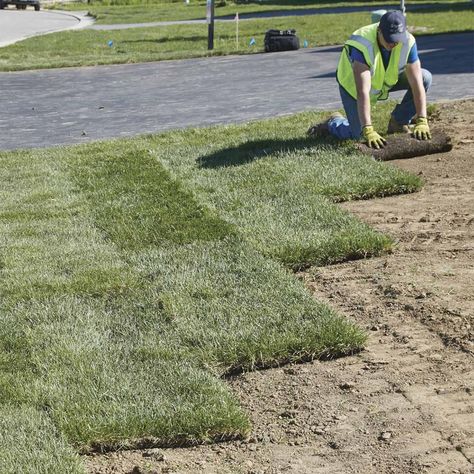 How to Prep for Sod Installation (DIY) | Family Handyman How To Lay Sod, Sod Grass, Grass Seed Types, Planting Grass Seed, Lawn Care Schedule, Sod Installation, Planting Grass, Landscaping Around Trees, Growing Grass