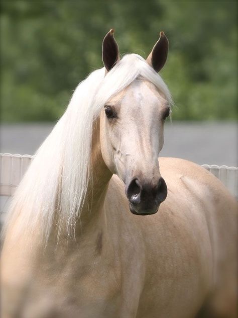 Light Palomino Cavalo Palomino, Palomino Horses, Wind Dancer, Palomino Horse, Pet Vet, Most Beautiful Horses, Peachy Keen, Friesian Horse, Most Beautiful Animals