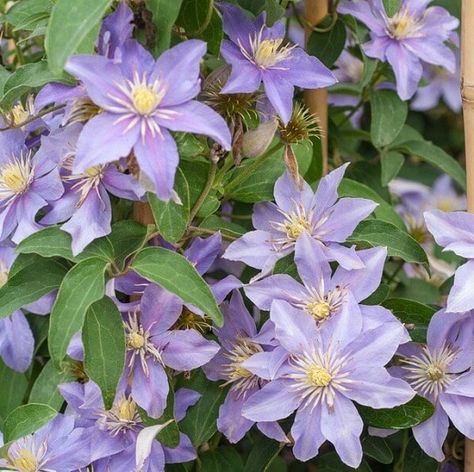 Lavender Clematis, Clematis Varieties, Climber Plants, Clematis Montana, Purple Clematis, Clematis Plants, Flower Bonsai, Clematis Flower, Flower Board