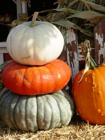 * Thanksgiving Food Crafts, Heirloom Pumpkins, Fall Creations, Local Flowers, Pumpkin Stack, Slow Flower, Flower Farming, Carving Projects, Halloween Tablescape