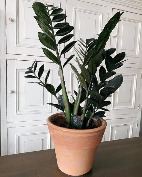 Creative Display Ideas, Zz Raven, Indoor Plants For Beginners, Zz Plant Care, Low Light Indoor Plants, Arrowhead Plant, Dark Elegance, Zz Plant, Chinese Evergreen