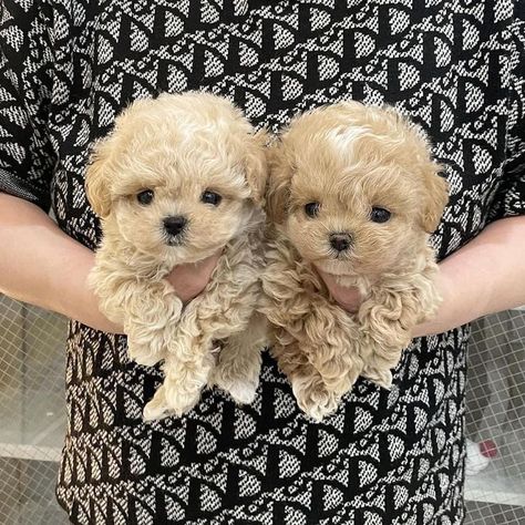 Toy Poodle Puppies For Sale near me in USA Toy Poodle Puppies For Sale Near Me, Pekepoo Puppies, Tea Cup Puppies, Teacup Poodles For Sale, Toy Poodles For Sale, Big Dogs Breeds, Malti Poo, Biggest Dog In The World, Puppies Teacup