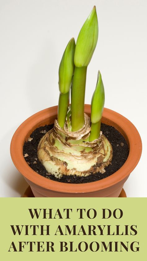 Caring For Amaryllis, How To Get An Amaryllis To Rebloom, What To Do With Amaryllis After It Blooms, How To Care For Amaryllis After Blooming, Planting Amaryllis Bulbs, Growing Amaryllis Indoors, Best Pots For Indoor Plants, Diy Plant Saucer Ideas, Amaryllis Care After Bloom