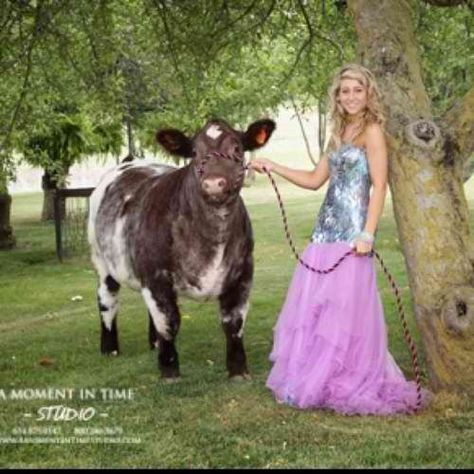 senior pictures with show cattle | Goin showin Must have a shot like this in my ... | Engagement/Weddin ... Senior Livestock Pictures, Senior Picture Ideas With Show Cattle, Senior Picture Ideas Cows, Livestock Senior Pictures Cattle, Short Horn Cattle, Show Cattle Photography, Show Steers, Cow Photography, Show Cows