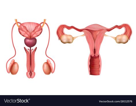 Reproductive System Drawing, Reproductive System Project, Male And Female Reproductive System, Female Reproductive System Anatomy, Medicine Art, The Reproductive System, Anatomy Images, Systems Art, Funny Hamsters