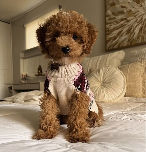 Cute Poodle Puppies, Mini Doodle Puppy, Cavapoo Puppies Aesthetic, Puppy Toy Poodle, Brown Toy Poodle Aesthetic, Brown Poodle Aesthetic, You Poodle Puppy, You Poodle, Mini Poodle Aesthetic