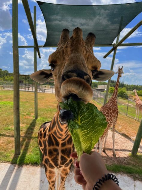 giraffe animals lettuce safari aesthetic tiktok cute inspiration nails nature Zoo Animals Aesthetic, Animal Vision Board, Safari Kenya Aesthetic, Safari Astetic, Girafe Aesthetic, Africa Vacation Aesthetic, South Africa Travel Aesthetic, Zoo Aesthetic Date, Zoo Trip Aesthetic