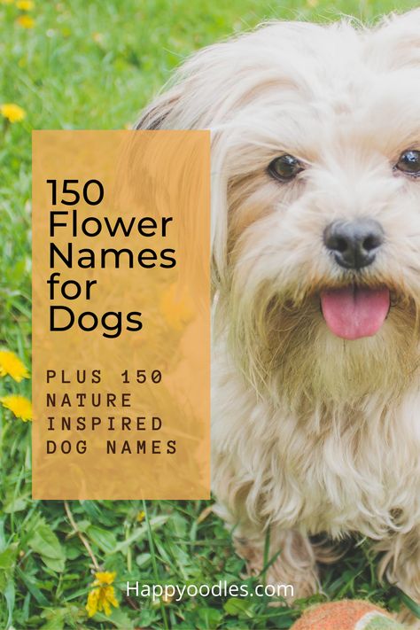 If you are looking for a nature-inspired name for your dog, flower names offer many possibilities. Some might be common but if you are looking for an unusual dog name, flower names will not disappoint. Of course flower names for dogs are only the beginning.  There many great dog naming possibilities that are related to nature. Rather than you trying to come up with all the options, we have created a list for you. In total we have over 300 nature related dog name to choose from. (#dognames) Nature Names For Pets, Boho Dog Names, Female Dog Names Unique List, Nature Names For Girls, Unusual Dog Names, Girl Dog Names Unique, Puppies Names Female, Dogs Names List, Nature Inspired Names