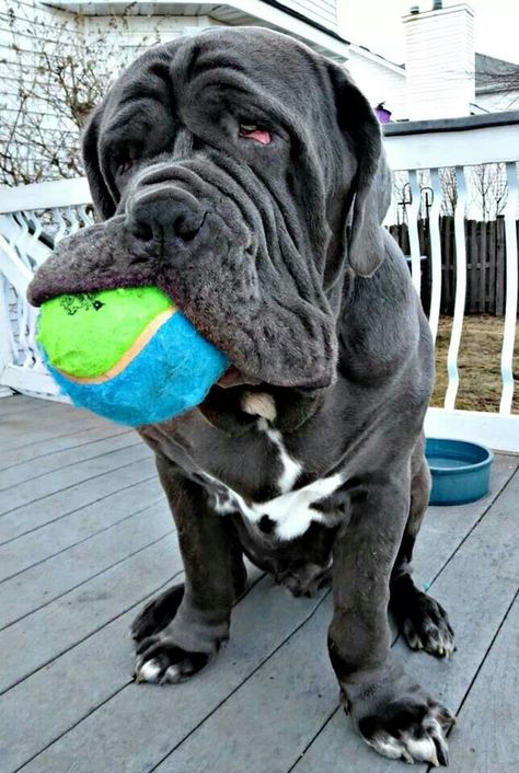 Napoleon Mastiff, British Mastiff, Neo Mastiff, Mastiff Dog Breeds, English Mastiff Puppies, Neapolitan Mastiff, Mastiff Breeds, Neapolitan Mastiffs, Giant Dog Breeds