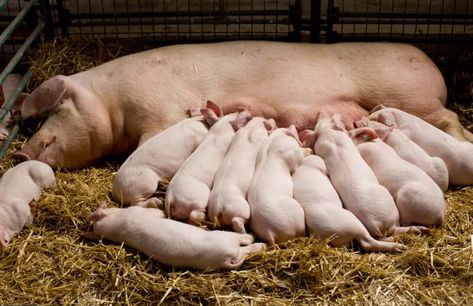 Why Does Your Pig Have Small Litter Size and What You Can Do About It Agriculture Pictures, Pig Breeds, Raising Pigs, Pig House, Small Pigs, Cute Piglets, Pig Farming, Goat Farming, Wall Art Hanging