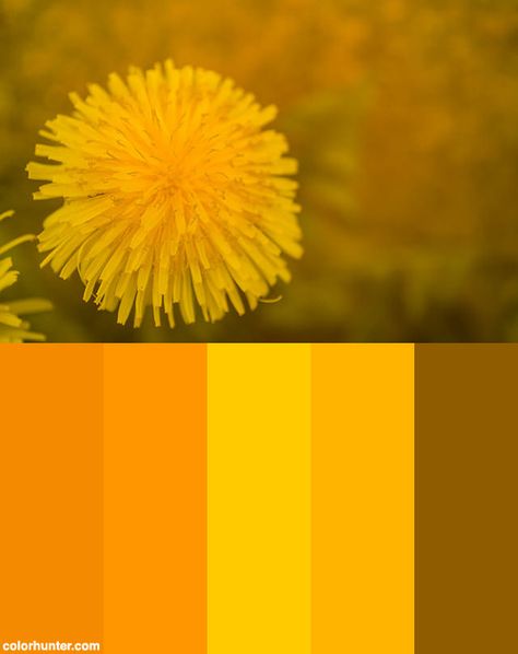 Dandelion+In+Yellow+Color+Scheme Dandelion Color Palette, Dandelion Pictures, Portfolio Moodboard, Dandelion Color, Website Moodboard, Yellow Dandelion, Yellow Color Scheme, Yellow Color Palette, Dandelion Yellow