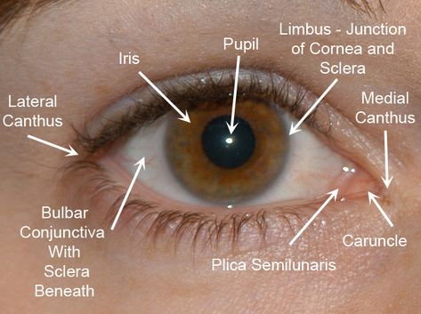 Opthalmic Technician, Optician Training, Eye Health Facts, Optometry Education, Anatomy Head, Draw Eye, Medical Study, Medical Library, Eye Facts