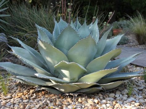 Succulent Landscape Design, Succulent Landscaping, Types Of Succulents, Agave Plant, Low Maintenance Garden, Agaves, Hardy Plants, Cactus Y Suculentas, Planter Box