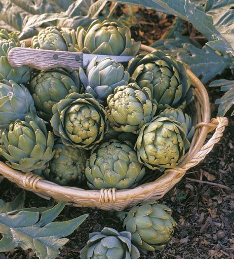 Growing Artichokes, Artichoke Plants, Green Peace, Painting References, Market Garden, Garden Veggies, Flower Gardening, Small Farm, Veggie Garden