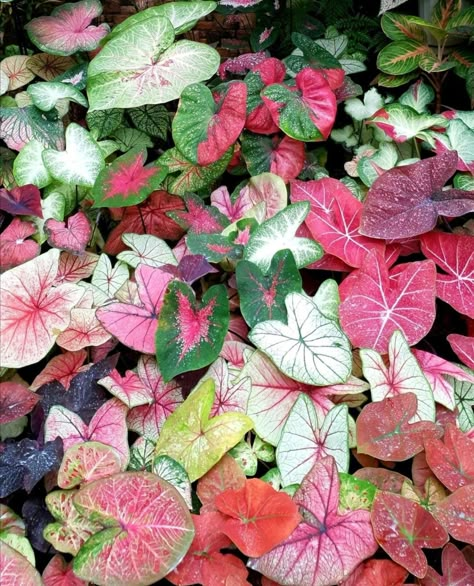 Caladium Plant Varieties, Caladium Garden, Alocasia Plant, Paper Plants, Flower Bulbs, Home Gardening, Garden Bulbs, House Plants Decor, Colorful Plants