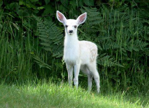 Mendonoma Sightings: June 2013 Albino Deer, Deer Photos, Albino Animals, Animal References, Lovely Animals, Forest Creatures, Rare Animals, Oh Deer, Baby Deer