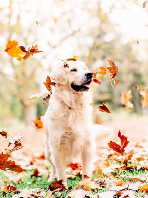 When Andrew Fales got word that a nearby breeder was going to euthanize an otherwise healthy Golden Retriever puppy from a recent litter just because the pup is blind, Fales knew he had to do something. Golden Retriever Mix, Dog Photoshoot, Quote Motivation, Fall Dog, Retriever Puppy, Dog Photography, Funny Cartoon, Training Your Dog, Dog Photos