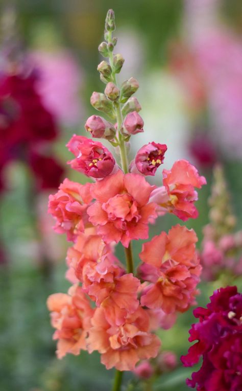 Snapdragon Madame Butterfly, Snapdragons Flowers, Madam Butterfly, Blooming Perennials, Modern Floral Wallpaper, The Breeders, Snapdragon Flowers, Fall Perennials, Floral Backgrounds