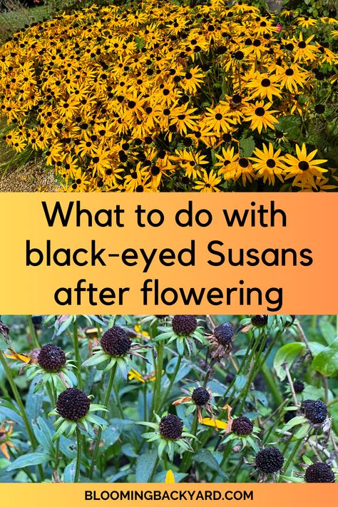 What to Do With Your Black-Eyed Susans (Rudbeckia) After Flowering Black Eyed Susan Arrangement, Potted Black Eyed Susans, Black Eyed Susans Landscaping, What To Plant With Black Eyed Susans, Brown Eyed Susan Flower, Black Eyed Susan Landscaping, Blackeyed Susans Flowers, Rudbeckia Flower, Blackeyed Susans