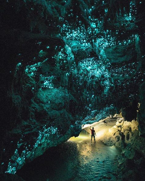 Image may contain: plant, tree, outdoor, water and nature Glowworm Caves New Zealand, Glow Worm Cave, Get Paid To Travel, Paid To Travel, Glow Worm, Visit New Zealand, Dark Places, Cairns, Larp