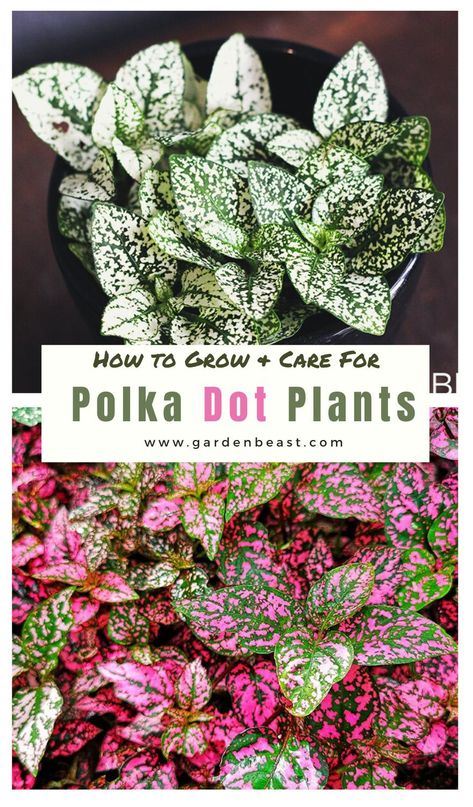 Read our complete guide to the Polka Dot plant for everything you will ever need to know! Tips for planting and caring for Polka Dot Plants | polka dot plant care | indoor polka dot plant | outdoors polka dot plants | polka dot plant propagation | polka dot plant container | hypoestes phyllostachya care | pink hypoestes phyllostachya #hypoestesphyllostachyahouseplant #polkadotplant Polka Dot Plant Propagation, Hypoestes Plant, Polka Dot Plant Care, Wedding Decorations Garden, Hypoestes Phyllostachya, Polka Dot Plant, Nerve Plant, Gardening Design, Rocky Point