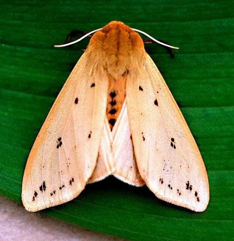 Isabella Tiger Moth - Pyrrharctia isabella Isabella Tiger Moth, Colour Palate, Insect Wings, Tiger Moth, Dragon Flies, Brown Hair Looks, Moth Tattoo, Butterfly Pictures, Jewellery Inspiration