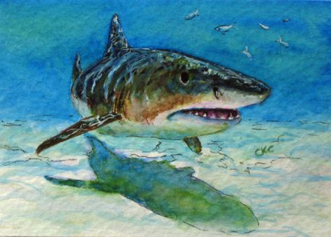 Colleen K Carrigan: Tiger Shark ACEO Miniature Watercolor Painting Shark Portrait, Shark Painting, Miniature Watercolor, Sea Turtle Art, Shark Art, Florida Art, Colored Pencil Artwork, Tiger Shark, Watercolor Fish