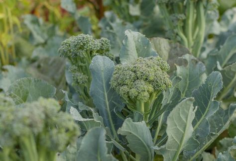 How and When to Harvest Broccoli at Its Peak Harvesting Broccoli, Growing Fennel, Grow Broccoli, Tomato Companion Plants, Broccoli Leaves, Broccoli Plant, Seed Starting Soil, Growing Broccoli, Backyard Food