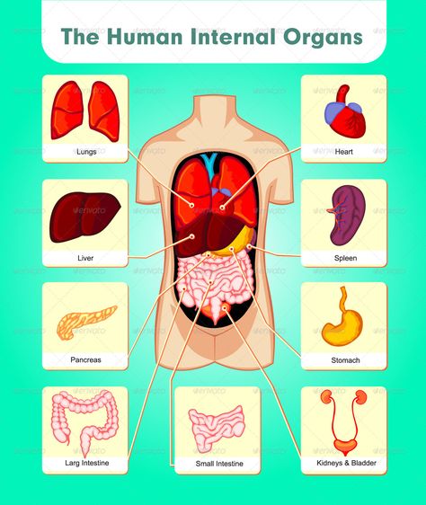 The Human Internal Organs Body Organs Diagram, Human Internal Organs, Human Body Vocabulary, Human Body Diagram, Inside Human Body, Human Body Printables, Human Body Unit Study, Human Body Projects, Human Body Science