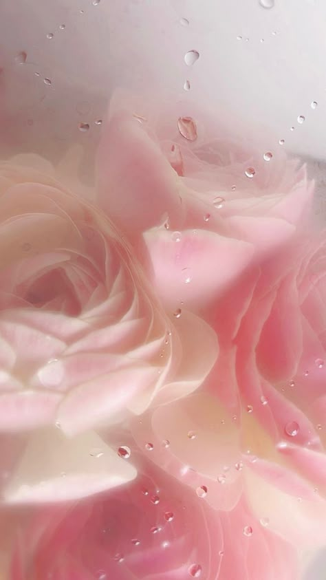 Japan Wallpaper, Wet Flowers, Japan Flower, Belt Making, Japanese Wallpaper Iphone, Free Wallpaper Backgrounds, Vintage Flowers Wallpaper, Flowery Wallpaper, No Rain No Flowers