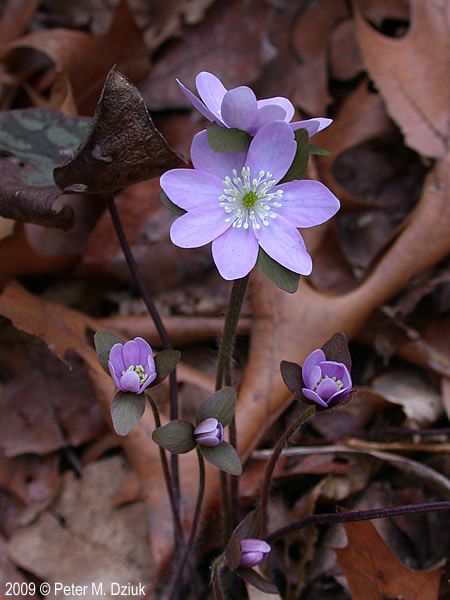 Name: Sharp-Lobed Hepatica (Hepatica acutiloba), Life Cycle: Perennial, USDA Zones: 4 - 8, Range: Central & Eastern North America, Height: 2 - 7.5in, Bloom Time: March - May Art Inspo Flowers, Hepatica Flower, Anemone Hepatica, Hepatica Nobilis, Minnesota Wildflowers, Botanical Pictures, Alpine Garden, Flower Reference, Wildflower Tattoo