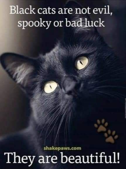 Cat Captions, Cat Love Quotes, Black Cat Appreciation Day, Ig Caption, Cat Spirit, Cat Instagram, Black Cat Lover, A Black Cat, Cat Facts