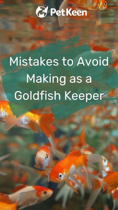 Goldfish Care Tips, How To Take Care Of Goldfish, Fancy Goldfish Tank Setup, Goldfish Terrarium, Gold Fish Tank Ideas Aquarium, Gold Fish Tank Ideas, Goldfish Tank Aesthetic, Goldfish Aquarium Ideas, Goldfish Tank Ideas