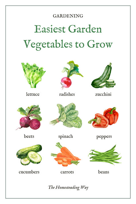 Easiest Garden Vegetables to Grow for Beginners How To Start A Vegetable Garden For Beginners, Best Vegetables To Grow For Beginners, Beginners Guide To Gardening, Easiest Food To Grow, Beginner Gardening Vegetables, Easy Beginner Garden, How To Start A Garden For Beginners, Garden Vegetables To Grow, Gardening For Beginners Vegetable