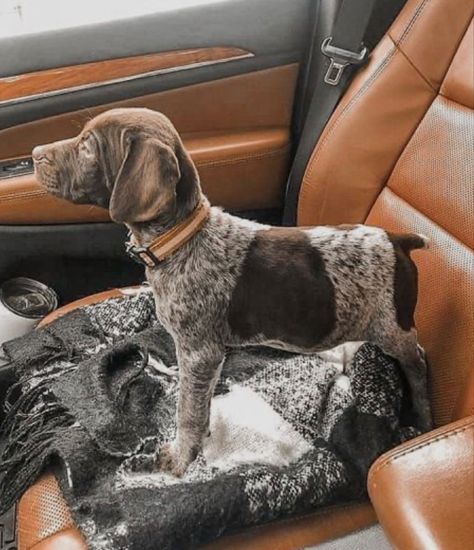 Gsp Dogs, Gsp Puppies, German Shorthaired Pointer Dog, Cute Dogs Images, Pointer Dog, Cute Animals Puppies, Very Cute Dogs, Hapkido, Really Cute Dogs