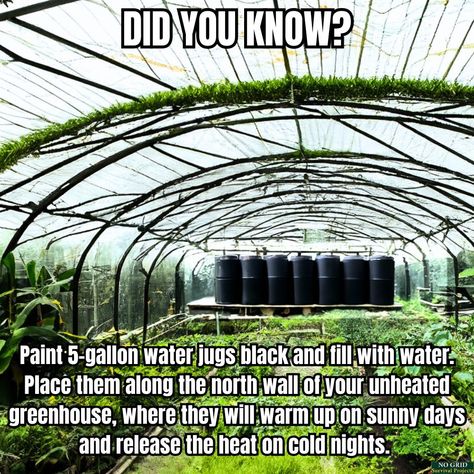 Self Sustaining Home, Self Sufficient Living, Home Stead, Survival Projects, Self Sufficient Homestead, Survival Garden, Diy Greenhouse Plans, Backyard Greenhouse, Self Sufficient