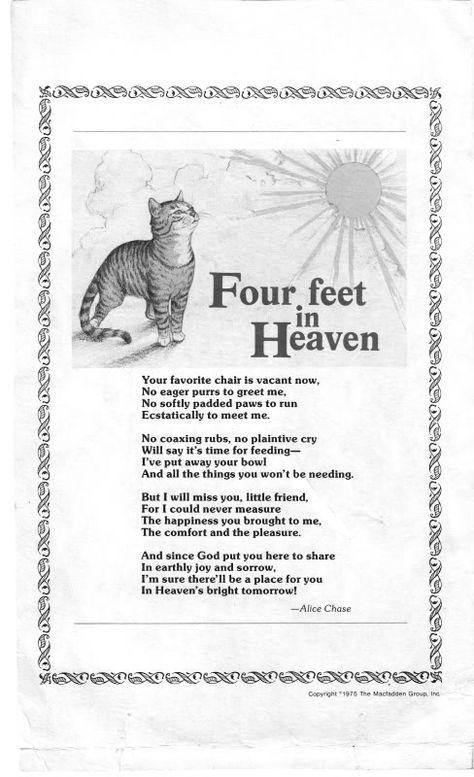 4 Feet in Heaven - I must be losing my ish, this teared me up Bridge Pictures, Pet Quotes Dog, Pet Poems, Pet Quotes, Rainbow Drawing, Dog Loss, Pet Remembrance, Pet Sympathy, Cat Quotes